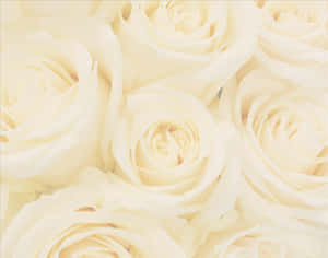 Bouquet Of White Roses Wedding Background Wallpaper