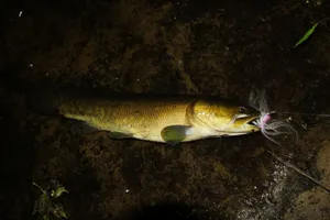 Bowfin Caughtat Night Wallpaper