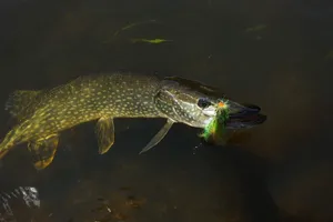 Bowfin Caughton Lure Wallpaper