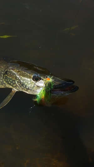 Bowfin Caughton Lure Wallpaper