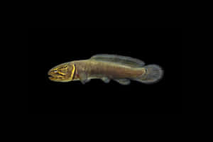 Bowfin Fish Against Black Background Wallpaper