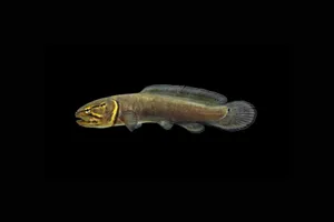 Bowfin Fish Against Black Background Wallpaper