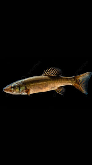 Bowfin Fish Against Black Background Wallpaper