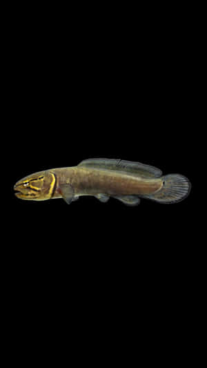 Bowfin Fish Against Black Background Wallpaper