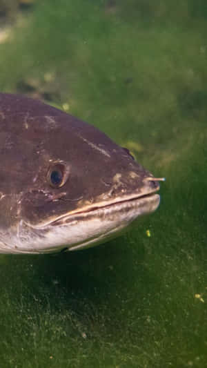 Bowfin Fish Close Up Portrait Wallpaper