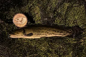 Bowfin Fish Coin Comparison2022 Wallpaper