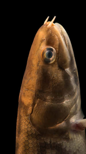 Bowfin Fish Portrait Black Background Wallpaper