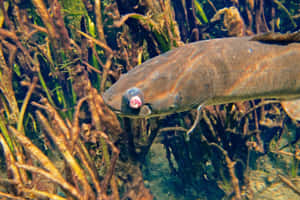 Bowfin Fish Swimming Among Aquatic Plants Wallpaper