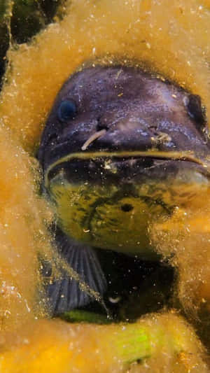 Bowfin Peeking Through Algae.jpg Wallpaper