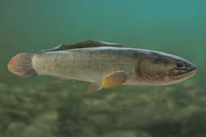 Bowfin Swimming Underwater.jpg Wallpaper