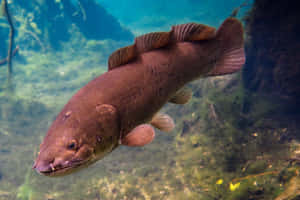 Bowfin Swimming Underwater Wallpaper