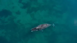 Bowhead Whale Aerial View Wallpaper