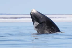 Bowhead Whale Breaching Wallpaper