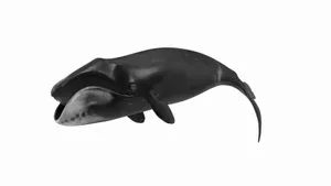 Bowhead Whale Isolatedon White Wallpaper