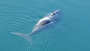 Bowhead Whale Surfacing Wallpaper