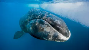 Bowhead Whale Underwater Wallpaper