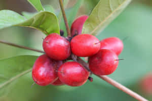 Bowl Of Delicious Red Fruits Wallpaper