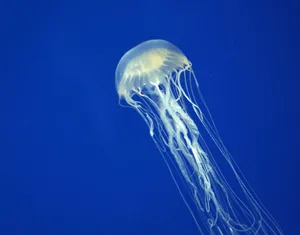 Box Jellyfish Blue Ocean Background Wallpaper