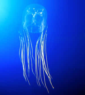 Box Jellyfish Deep Blue Sea Wallpaper