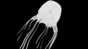 Box Jellyfish Silhouette Wallpaper