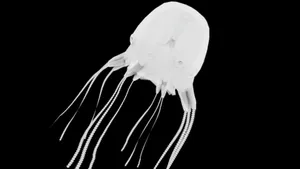 Box Jellyfish Silhouette Wallpaper