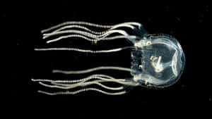 Box Jellyfish Transparent Tentacles Wallpaper