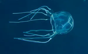 Box Jellyfish Underwater Wallpaper