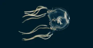 Box Jellyfish Underwater Portrait Wallpaper