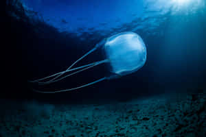 Box Jellyfish Underwater Scene Wallpaper