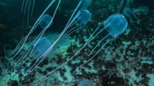 Box Jellyfish Underwater Swim Wallpaper