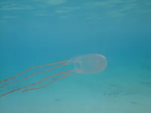 Box Jellyfish Underwater View Wallpaper