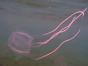 Box Jellyfish Underwater View Wallpaper