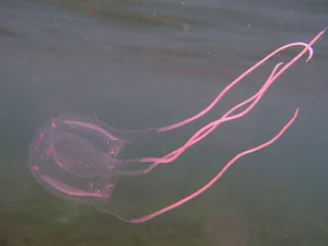 Box Jellyfish Underwater View Wallpaper