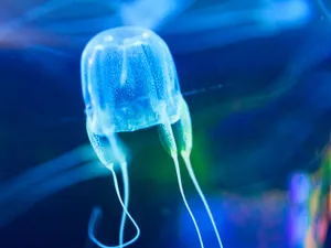 Box Jellyfish Underwater View Wallpaper