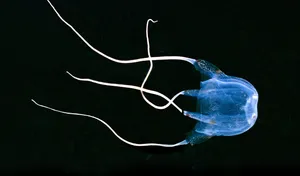 Box Jellyfishin Dark Waters Wallpaper