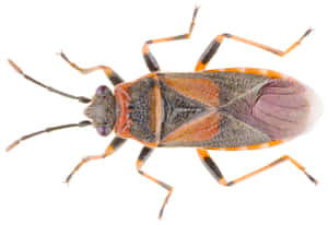 Boxelder Bug Top View Wallpaper