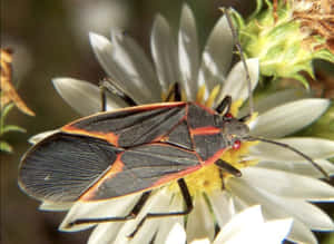 Boxelder Bugon Flower Wallpaper