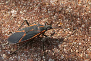 Boxelder Bugon Ground Wallpaper