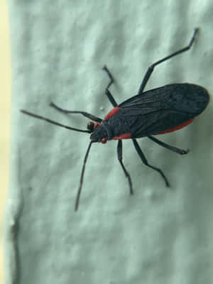 Boxelder Bugon Surface Wallpaper