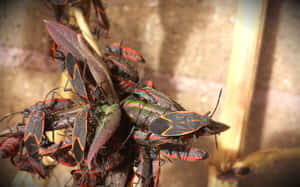 Boxelder Bugs Clusteredon Plant Wallpaper