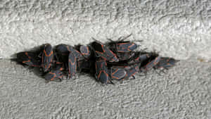 Boxelder Bugs Clusteredon Surface Wallpaper