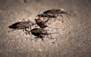 Boxelder Bugs Gathering Wallpaper