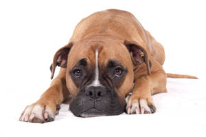 Boxer Dog Lying Down Wallpaper