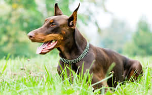 Brave And Loyal, The Doberman Pinscher Is A Beloved Canine Companion Wallpaper