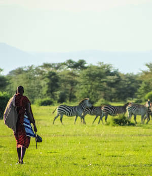 Brave Native With Zebras Wallpaper