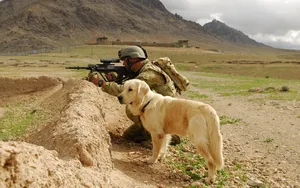 Bravery On Four Legs: Army Service Dog In Action Wallpaper