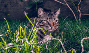 Brazilian Shorthair Cat Relaxing On A Couch Wallpaper