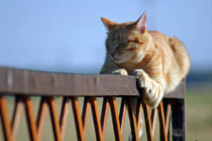 Brazilian Shorthair Cat Relaxing On A Windowsill Wallpaper
