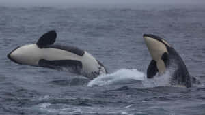 Breaching Orca Pair Wallpaper