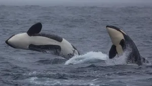 Breaching Orca Pair Wallpaper